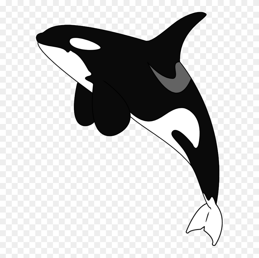 Killer Whale Png - Killer Whale Clipart Png Transparent Png