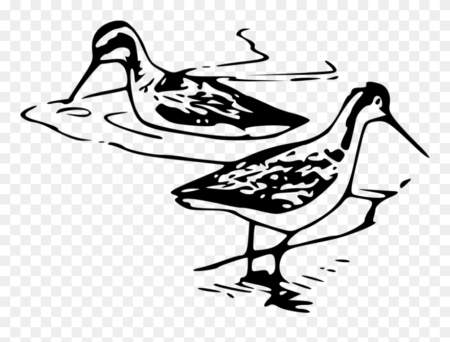 Wader Shorebirds Line Art Black And White - Libro Almanaque Escuela Para Todos 1981 Clipart