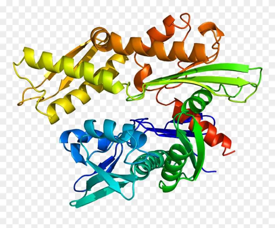 Hspa L Wikipedia - Heat Shock Protein Model Clipart