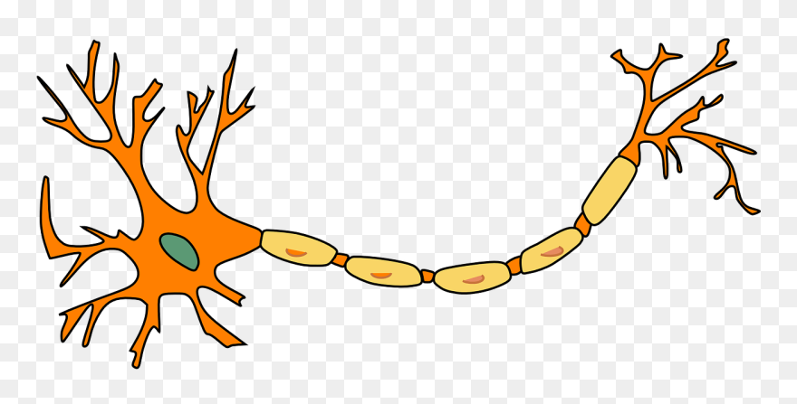 Nerve Cell Clipart - Png Download