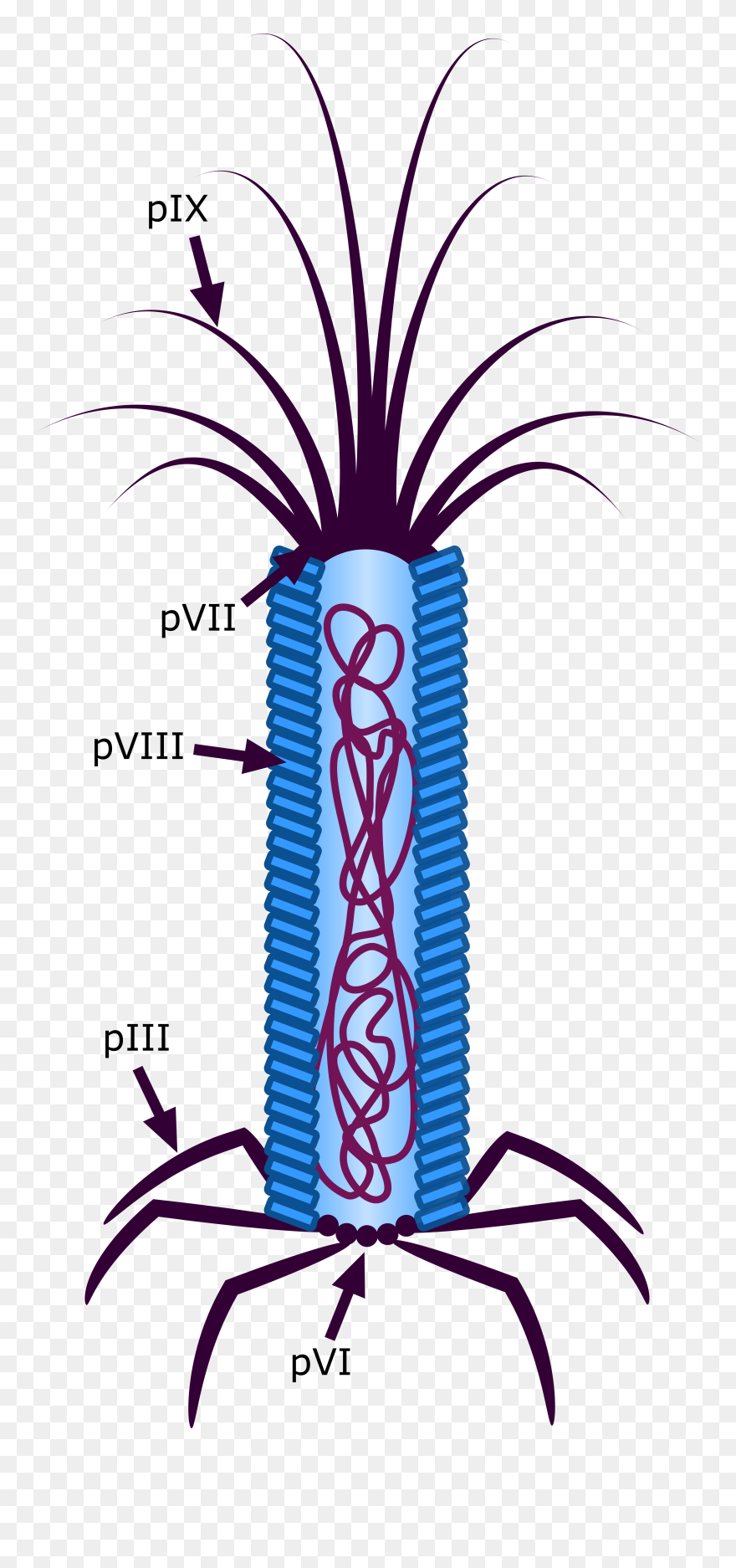 Clip Art - Png Download