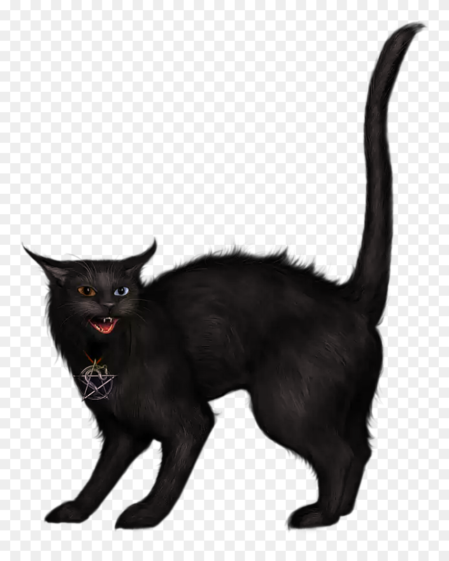 Black Cat Clip Art - Black Cat Gif Png Transparent Png