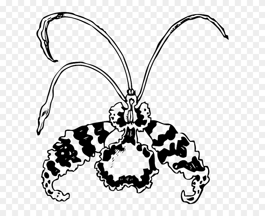 Drawing, Flower, Butterfly, Free, Plant, Nature, Orchid - Orchid Clip Art - Png Download