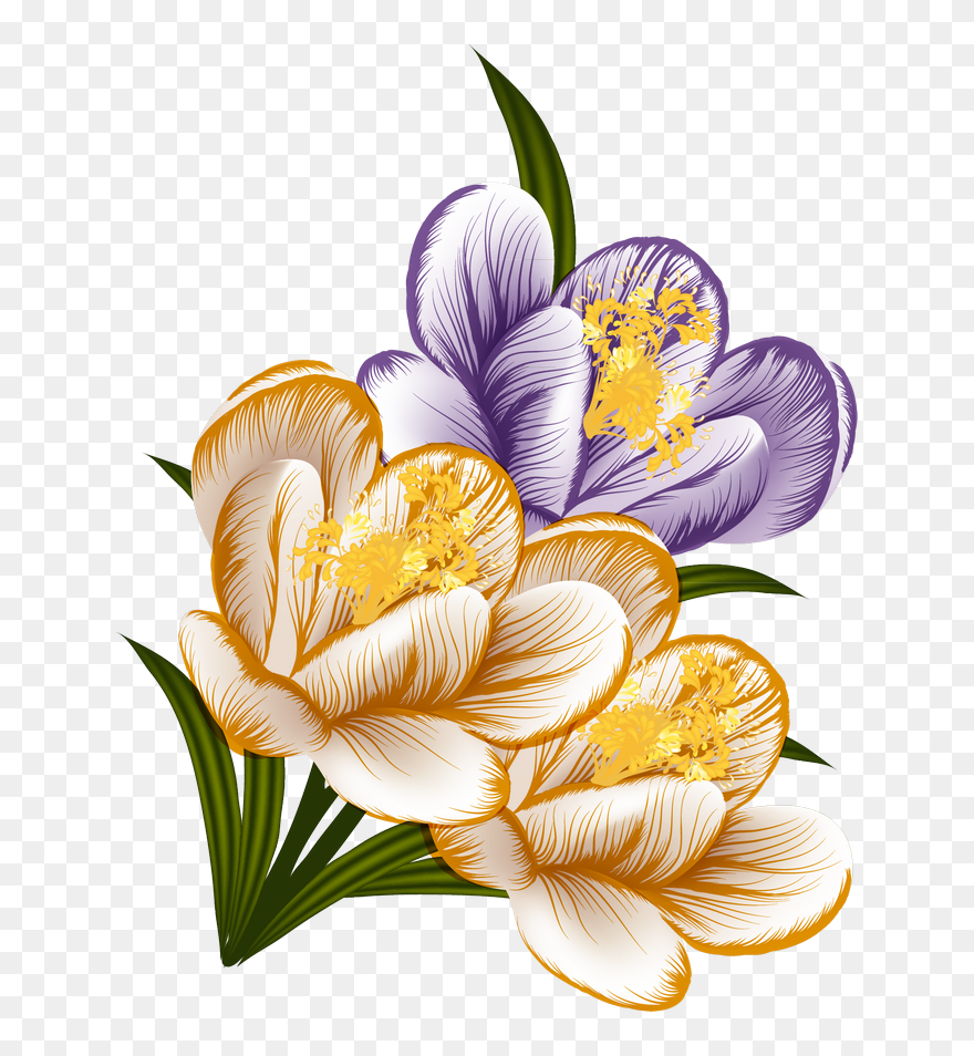 Transparent Crocus Clipart - Png Download