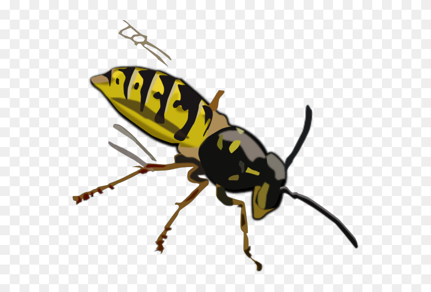 Wasp Png Icons - Wasp Clipart Transparent Png