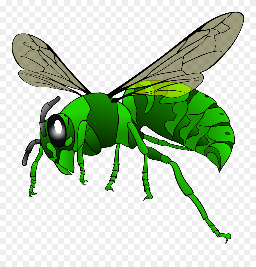 Wasp Clipart Png Transparent Png