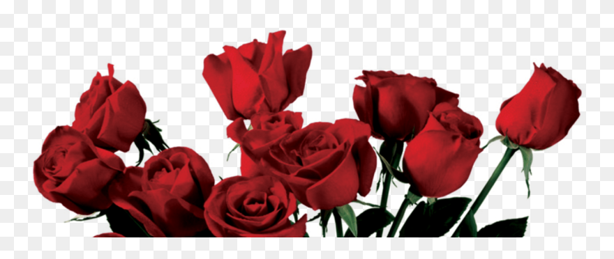 Rose Portable Network Graphics Clip Art Flower Image - Aesthetic Png Transparent