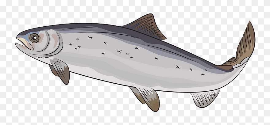 Atlantic Salmon Clipart - Salmo Salar Png Transparent Png