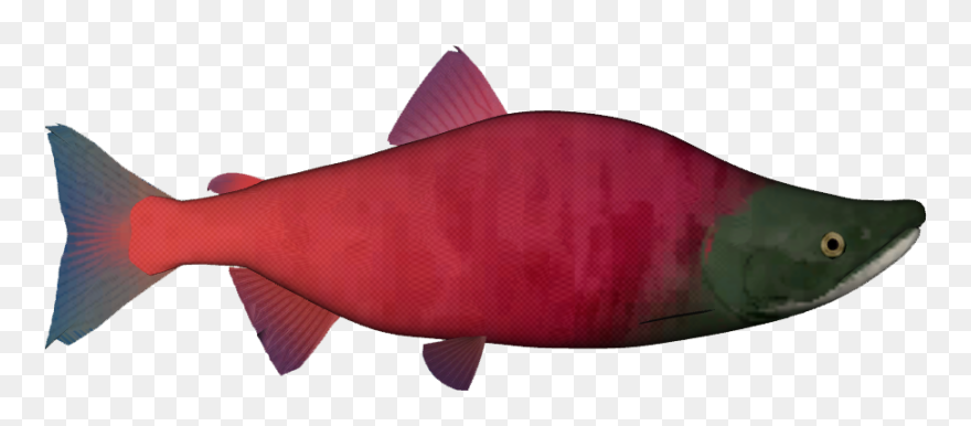 Sockeye Salmon Png - Sockeye Salmon Clipart