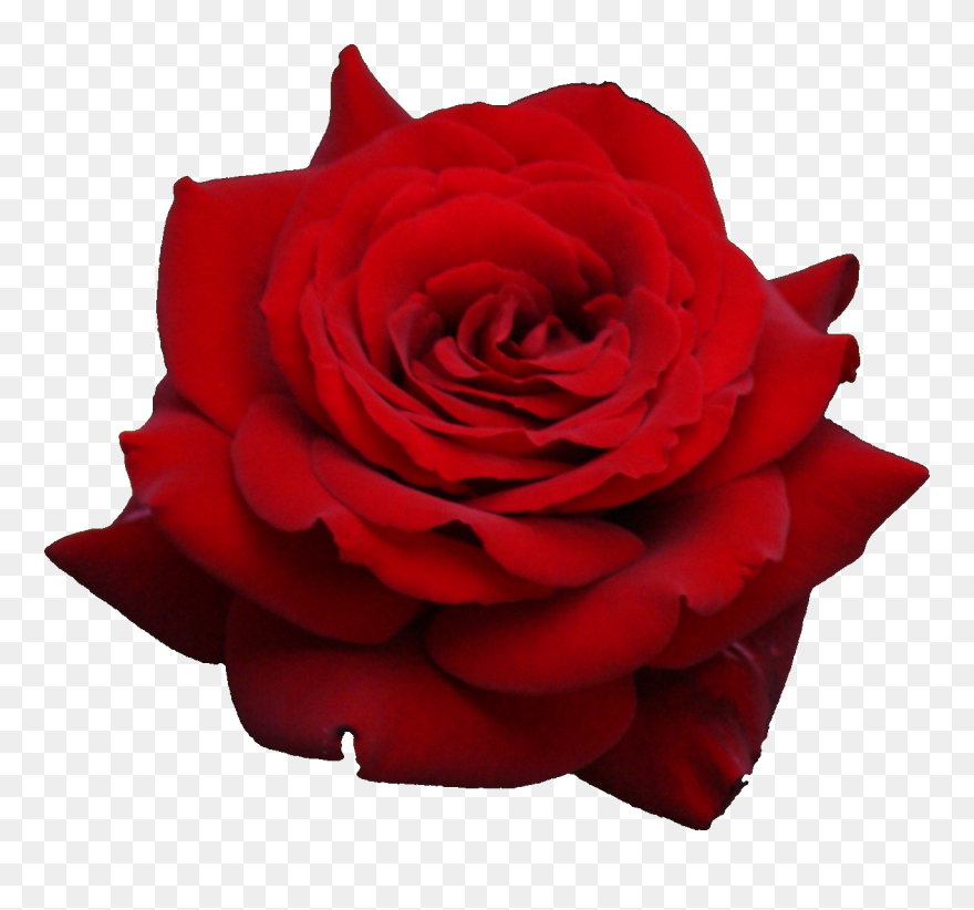 Free Rose Image, Download Free Clip Art, Free Clip - Red Rose Transparent Background - Png Download