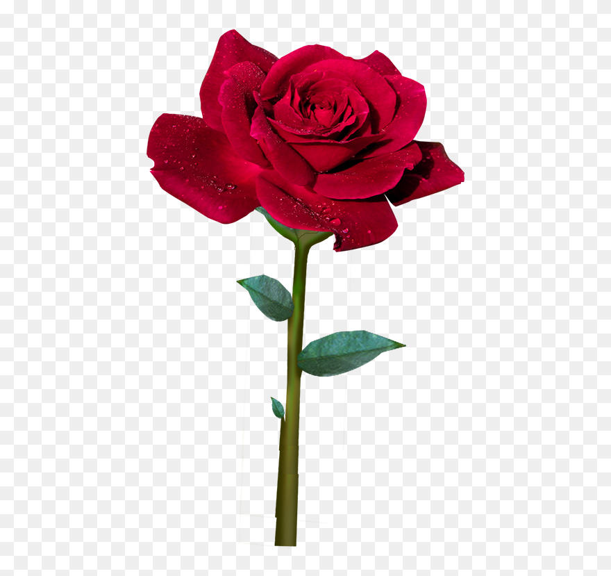 Rosa Roja Animada Png Clipart