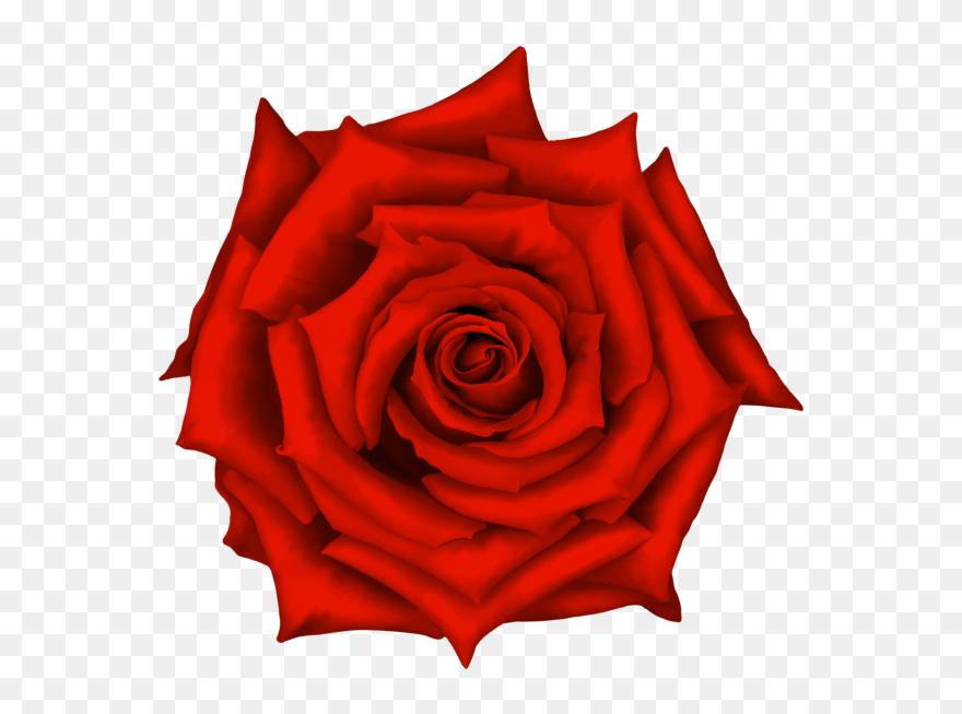 Purple Rose On White Background Clipart