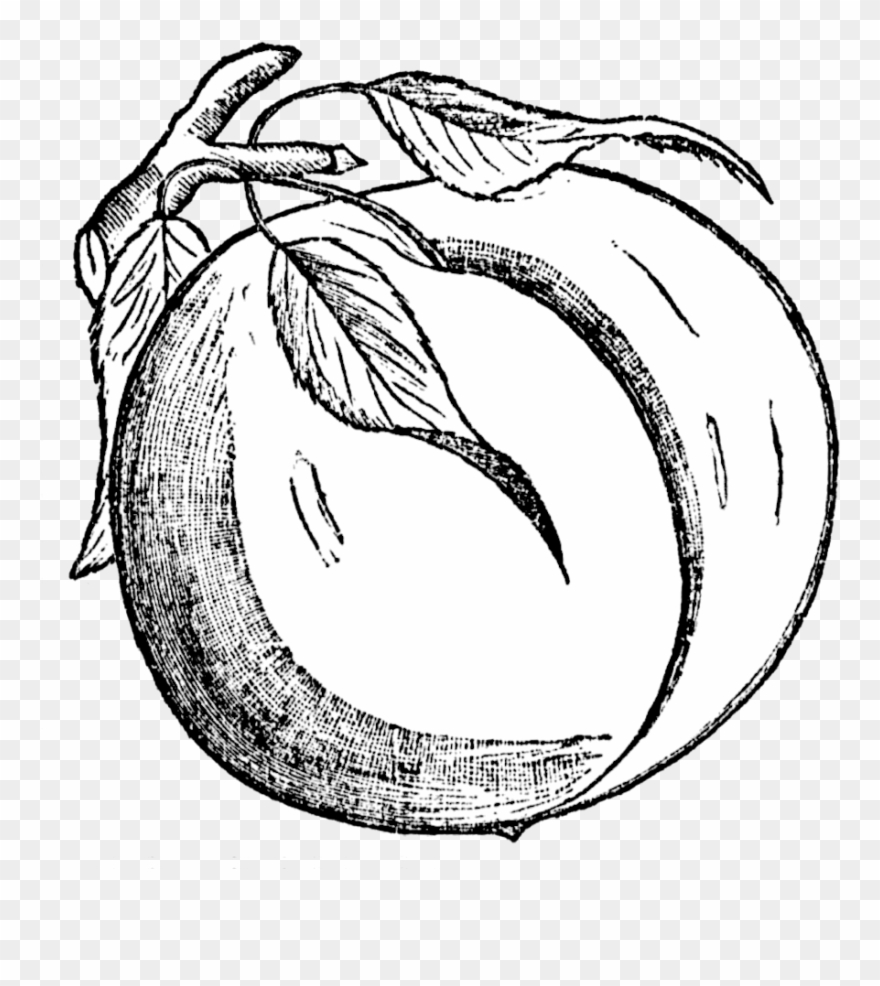 Black And White Clipart Peach - Png Download