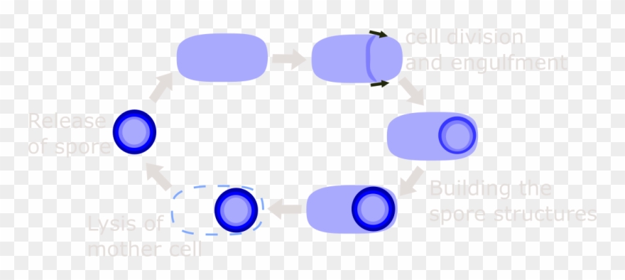 The Process Of Sporulation - Circle Clipart