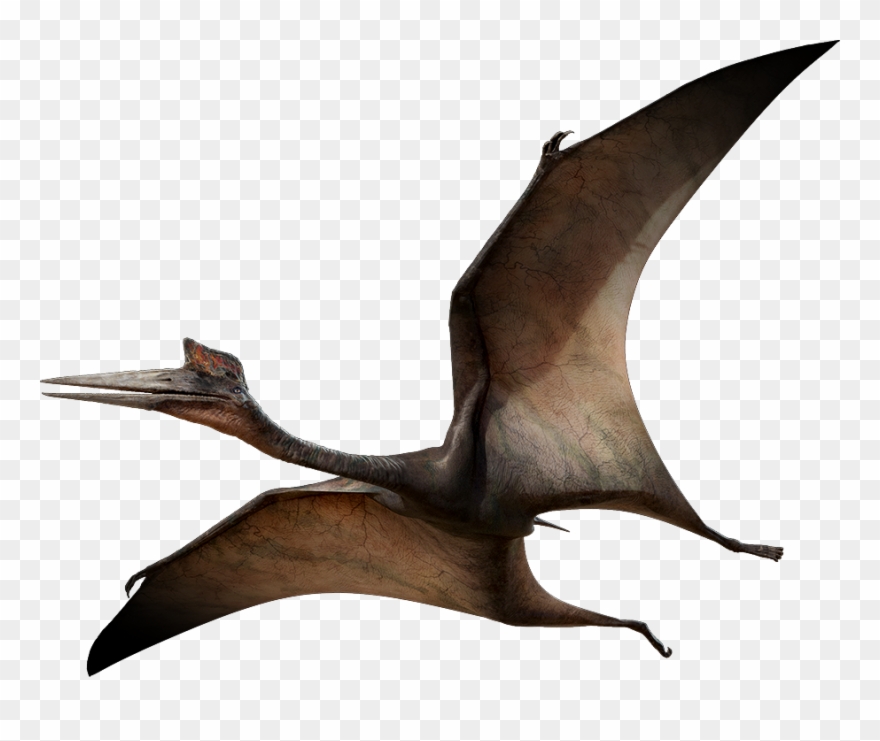 Quetzalcoatlus Dinosaur Wiki Fandom Picture Freeuse - Dinosaurs Png Clipart