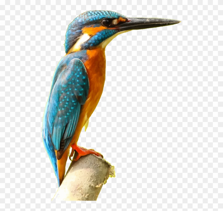 Belted Kingfisher Common Kingfisher Music Download - Kingfisher Png Clipart