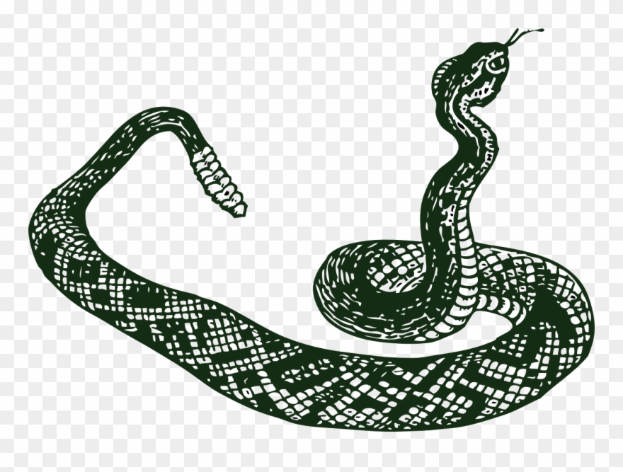 Picture Of A Copperhead Snake - Slange Png Clipart