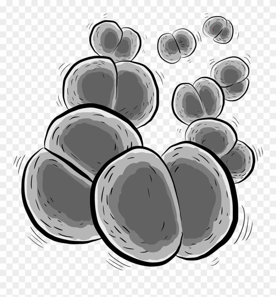 Bacteria, Bacterium, Neisseria Meningitidis - Bacteria Clipart