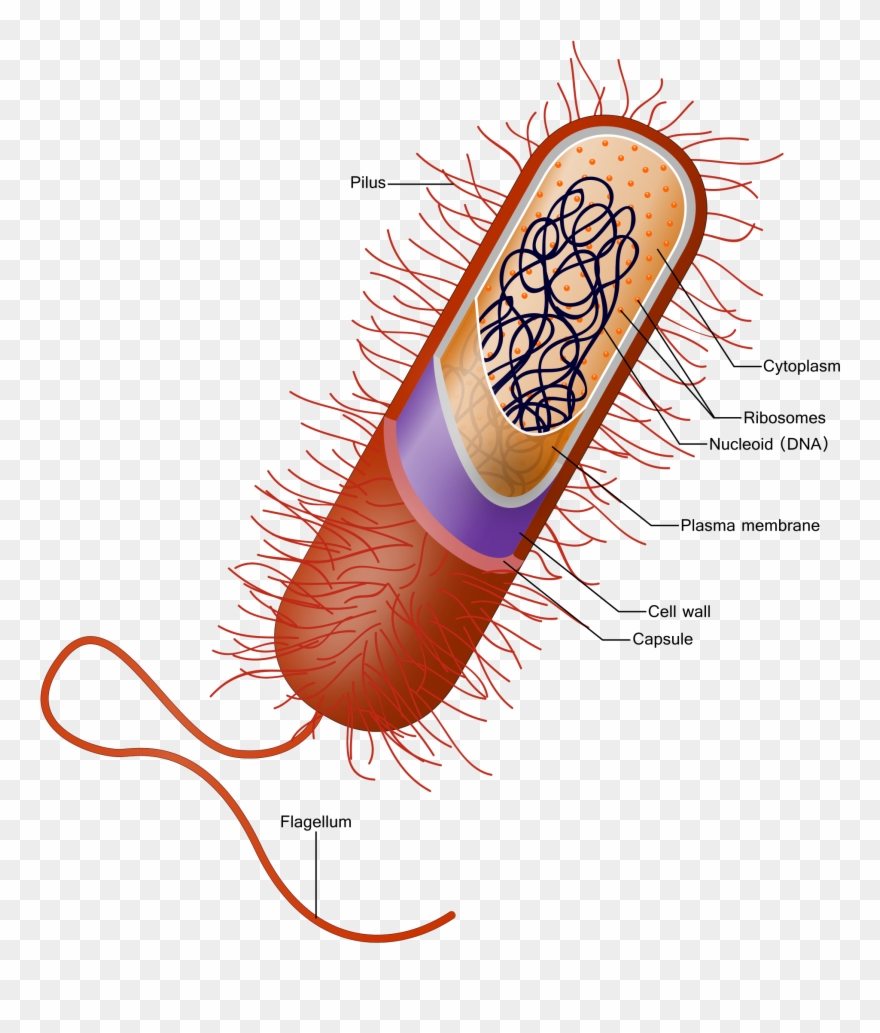 Bacterial Capsule Wikipedia This - Pili And Flagella Clipart