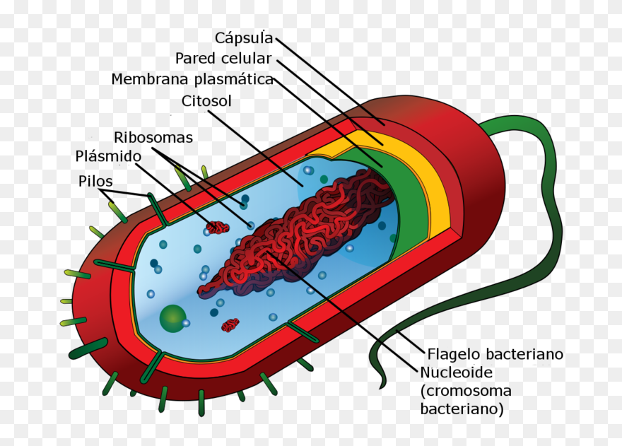 Bacteria Clipart Monera - Cell Organism - Png Download