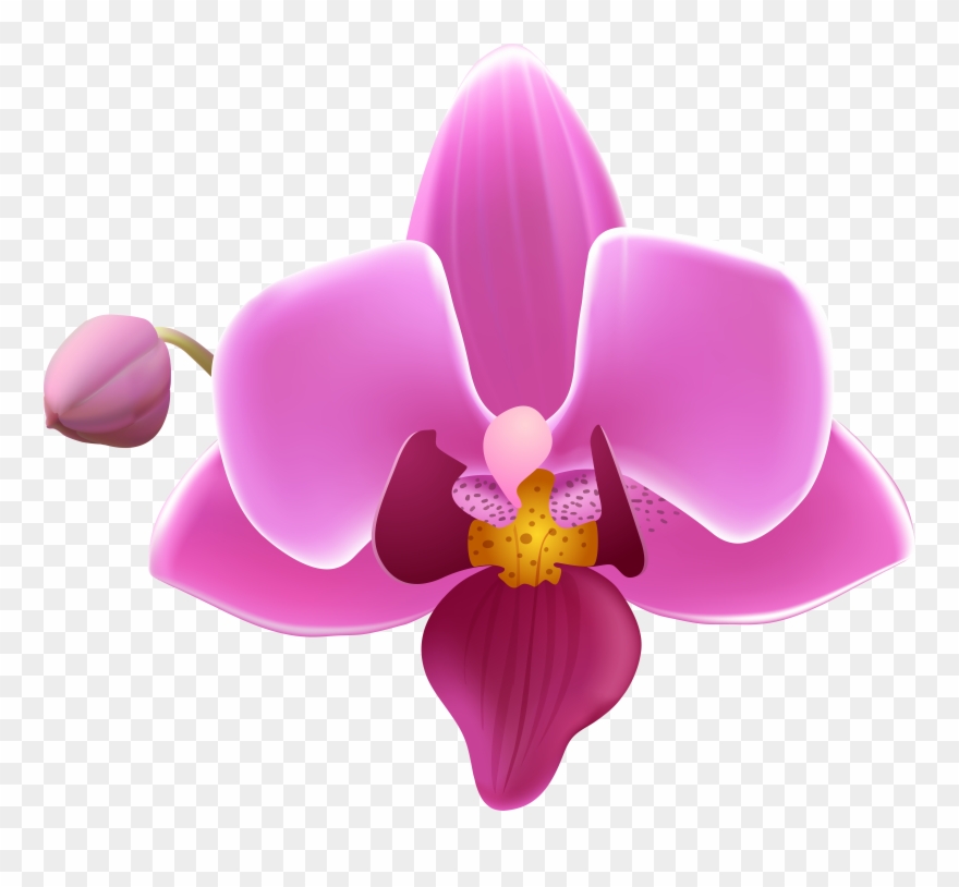 Orchid Flower Transparent Image Gallery Yopriceville Clipart