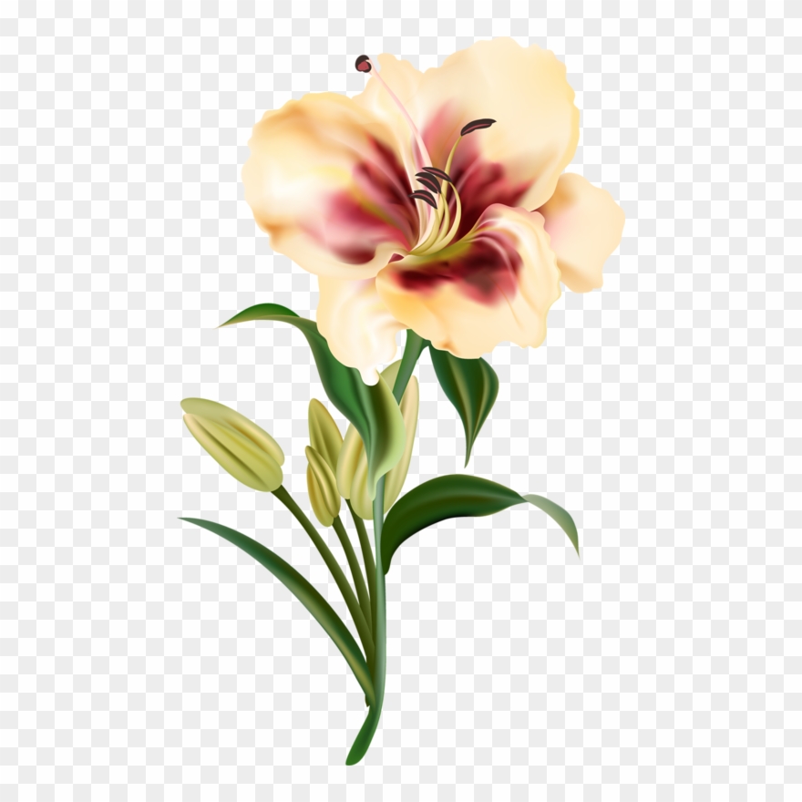 Clipart Download Amaryllis Drawing Realistic - Flower Drawing Realistic - Png Download