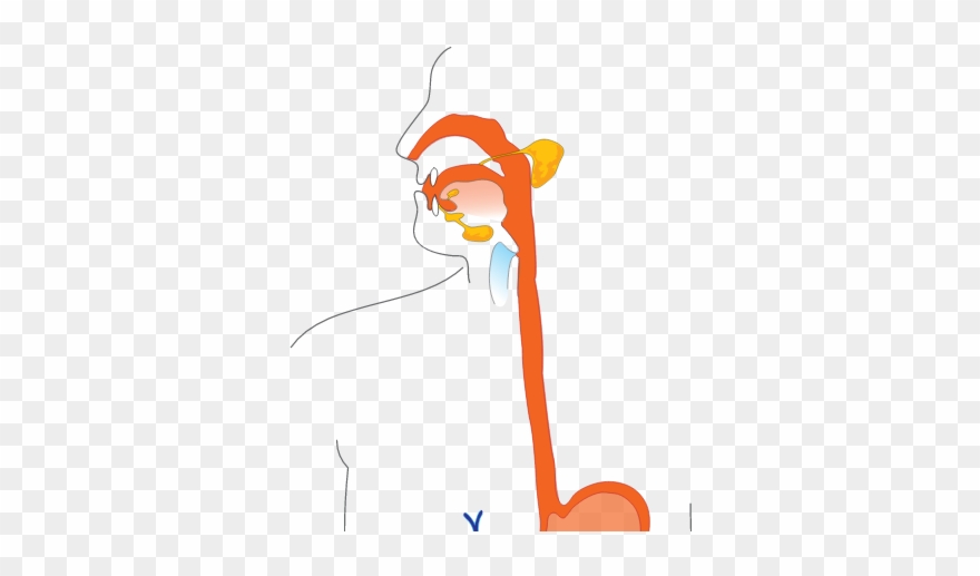 Fry In Esophagus - Digestive System Not Labeled Clipart