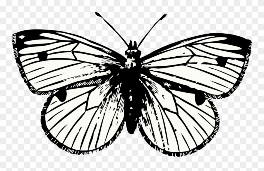 Free Clipart Cabbage Moth Johnny Automatic Rh 1001freedownloads - Cabbage White Butterfly Drawing - Png Download