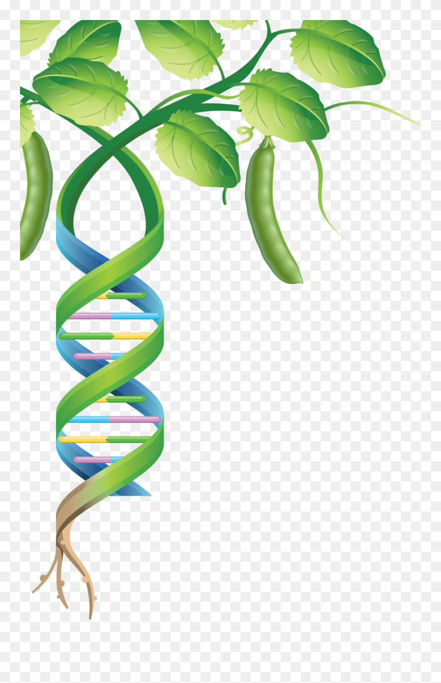Mapping Genomes Pulses - Pea Plant Transparent Background Clipart