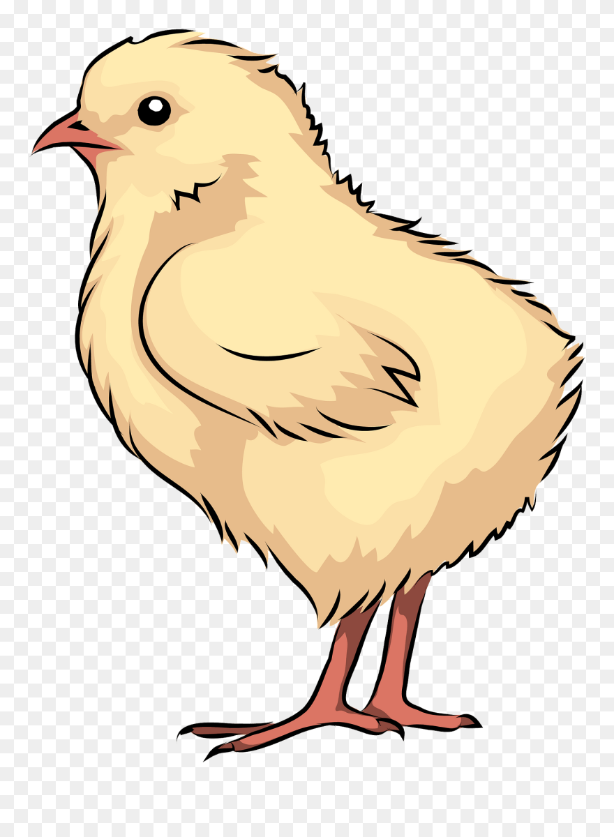 Chick Clipart - Png Download