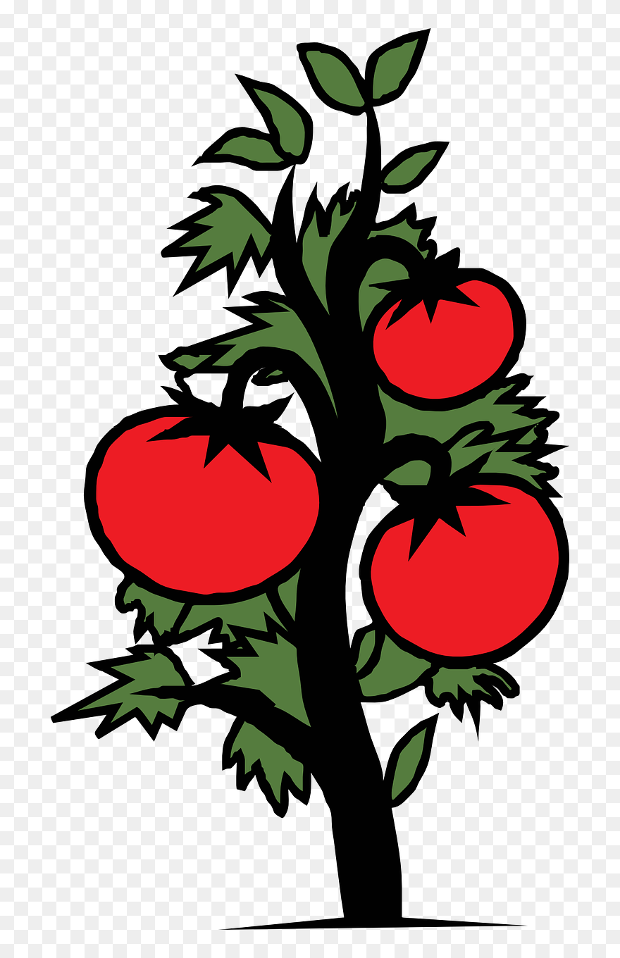 Tomato Plant Vegetable Free Photo - Drawing Of Tomato Plant Clipart