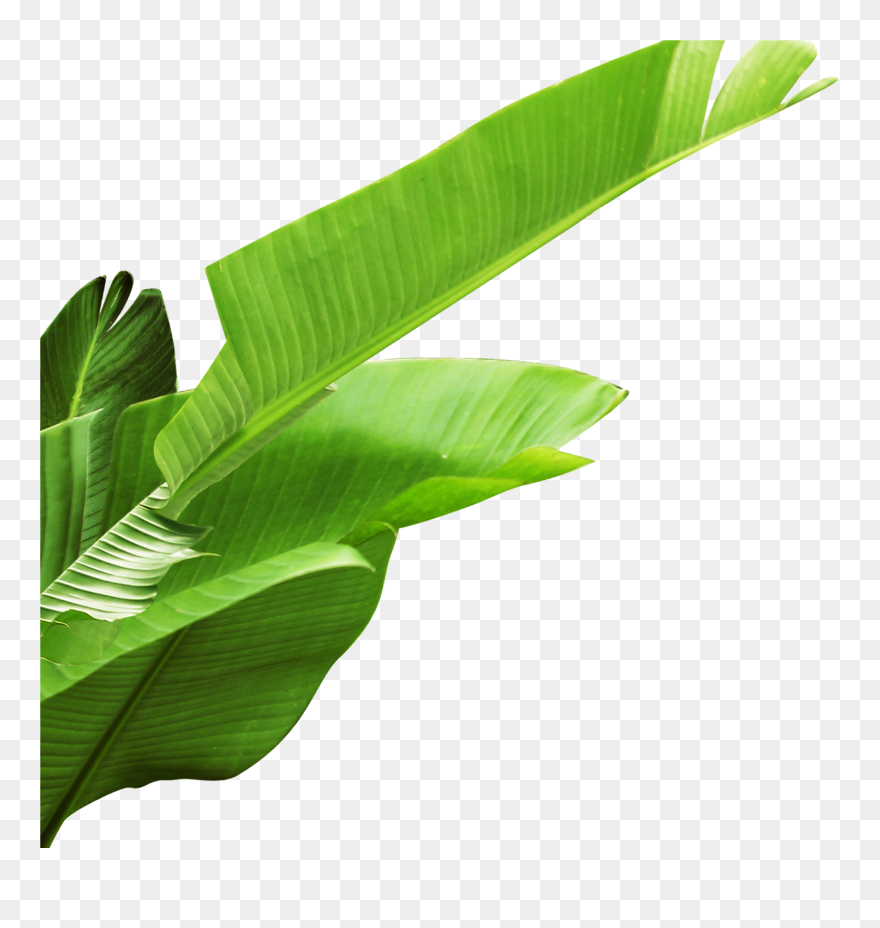Banana Leaf - Banana Leaves Clipart Png Transparent Png