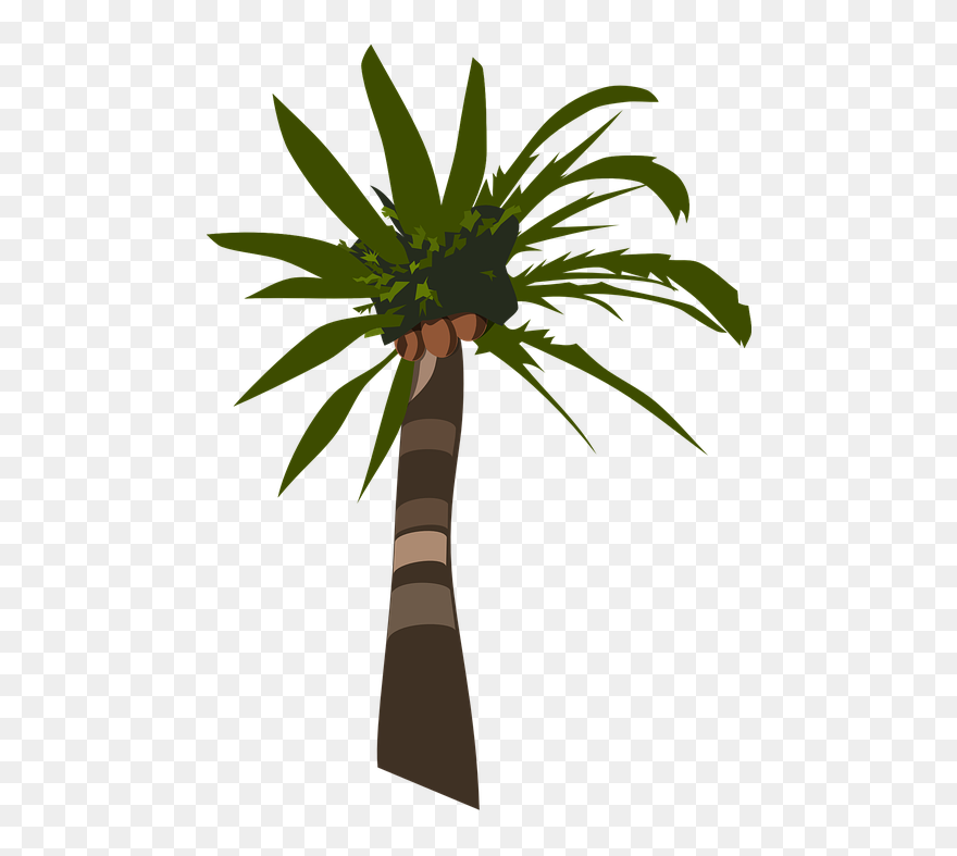 Transparent Coconut Tree Clipart - Palm Tree Clip Art - Png Download