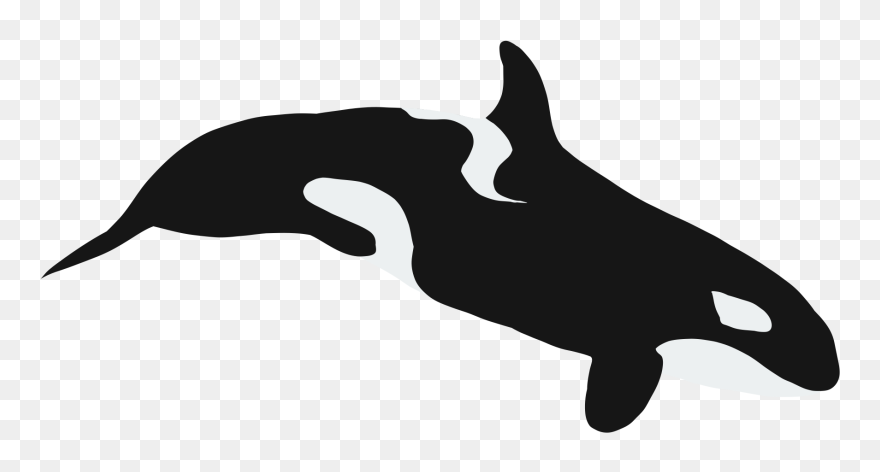 Killer Whale Clipart