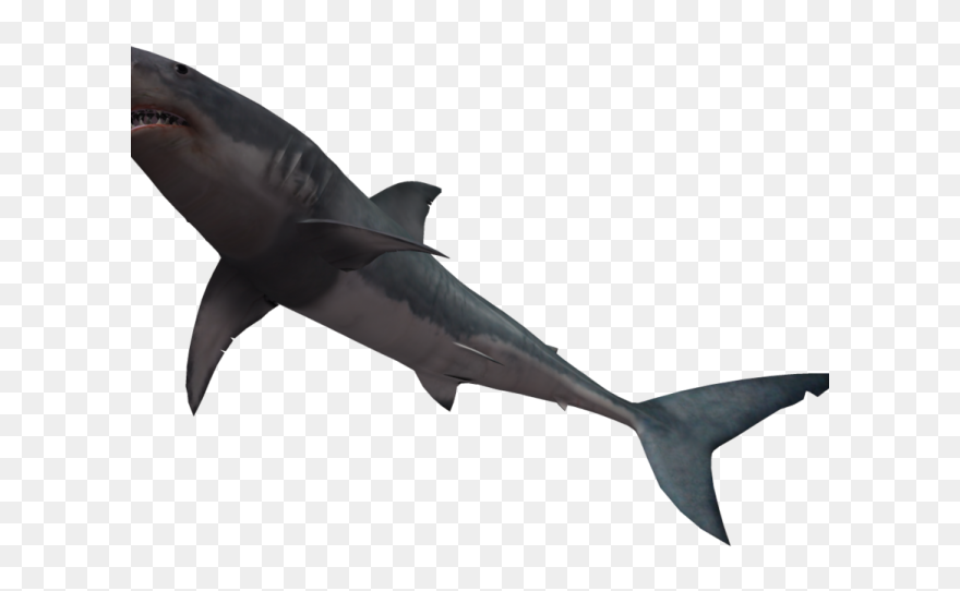 Bull Shark Clipart Black And White - Great White Shark - Png Download