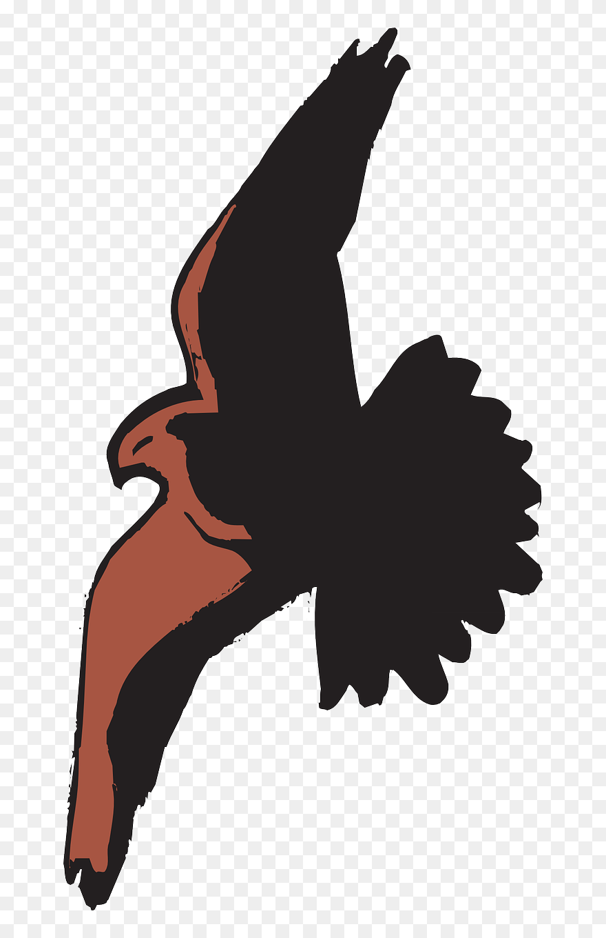 Bald Eagle Bird Hawk Cartoon Clip Art - Transparent Flying Bird Shadow - Png Download