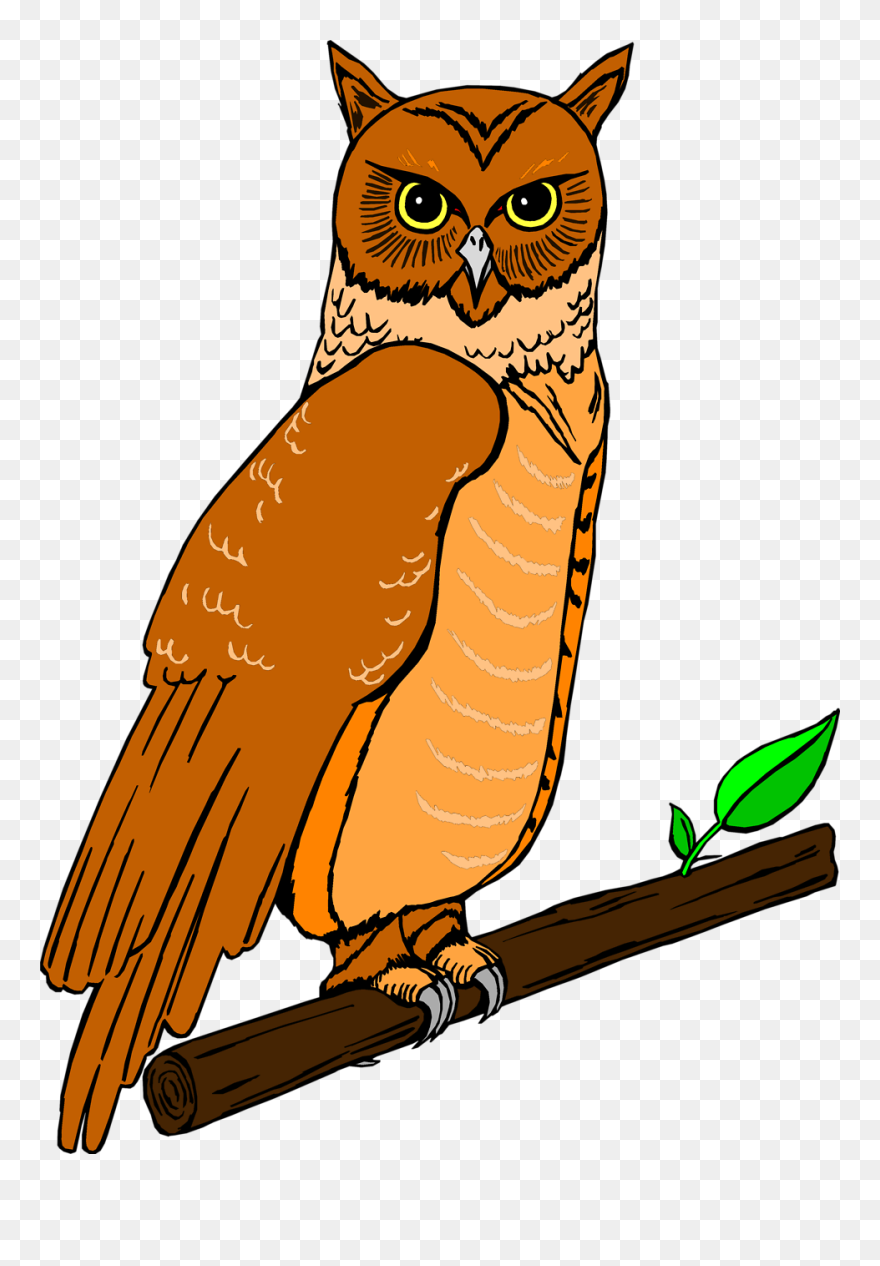 Free Stock Photo - Owl Clipart - Png Download