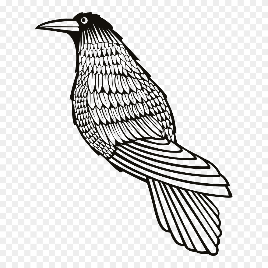 Crow Clipart - Crow Drawings Public Domain - Png Download