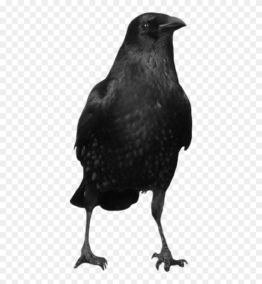 Crow Icon Clipart - Crow Png Transparent Png