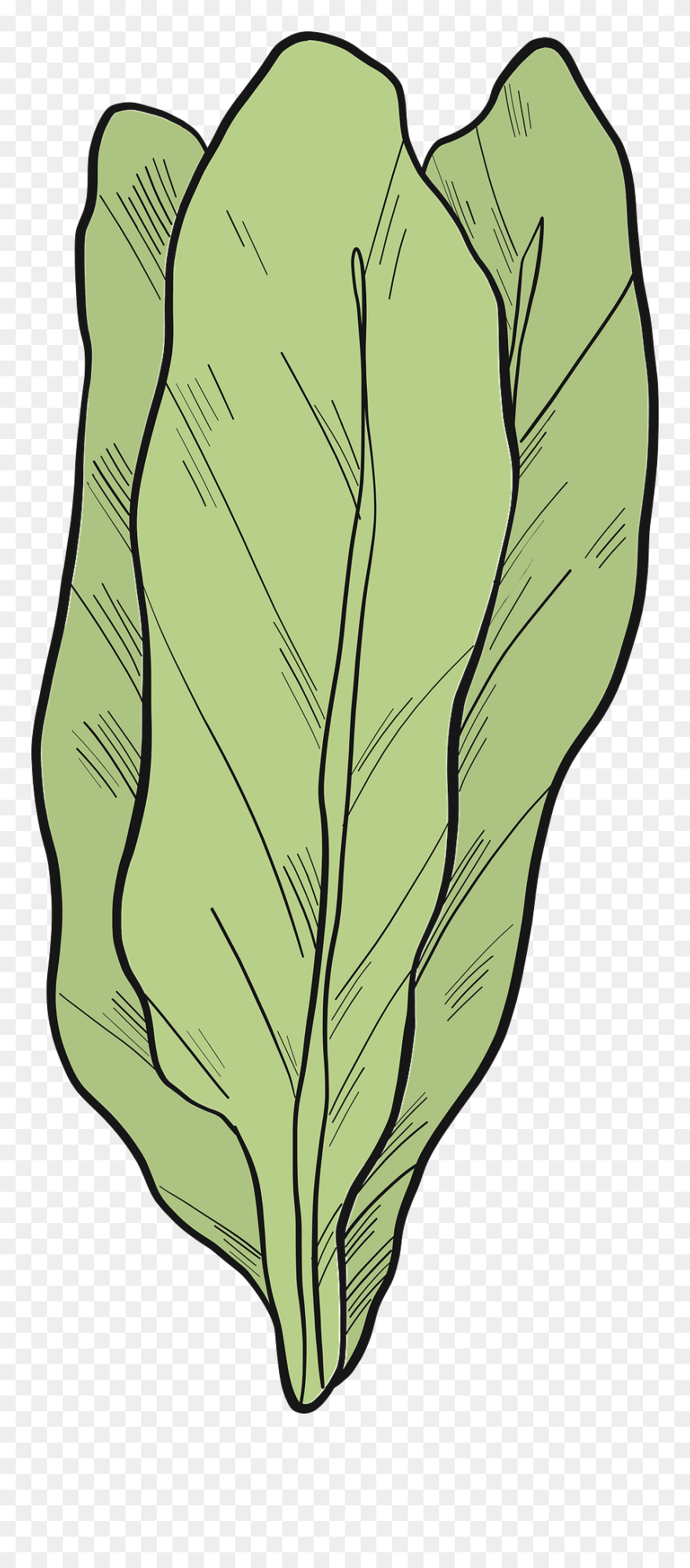 Clip Art - Png Download