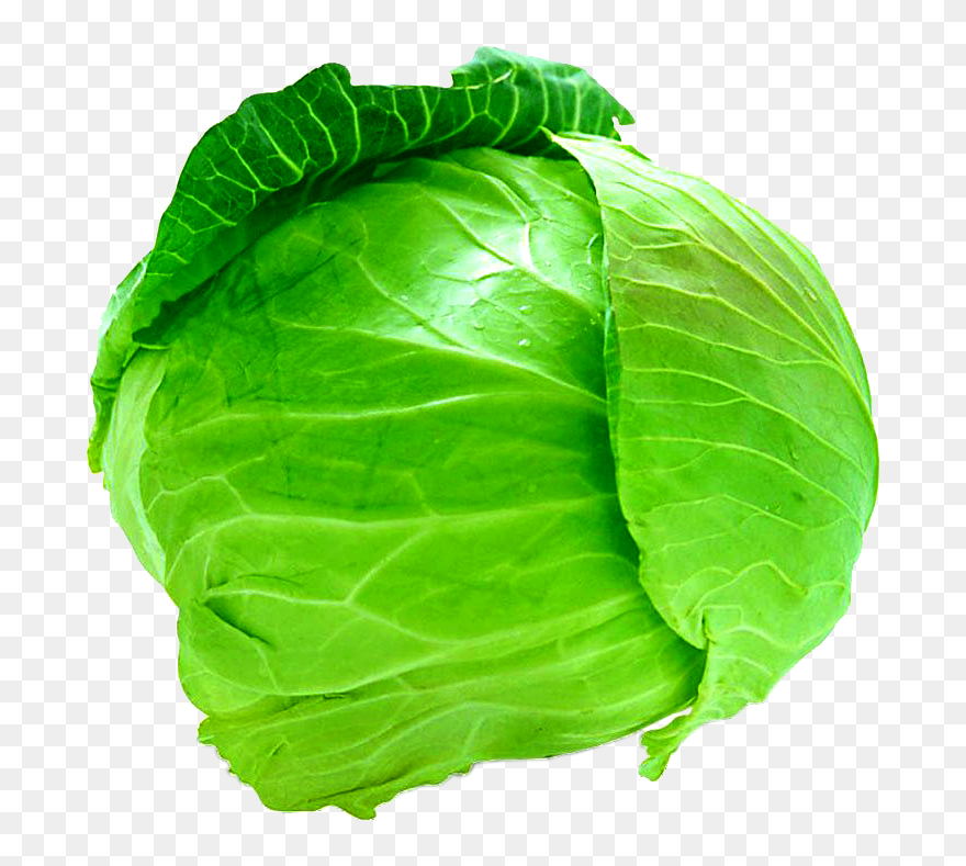 Savoy Cabbage Cauliflower Leaf Vegetable - Cabbage Png Clipart