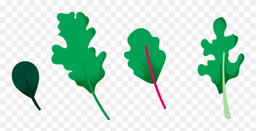 Maidenhair Tree Clipart