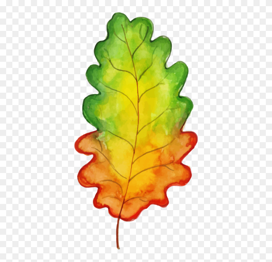Lettuce Leaf Clipart - Png Download