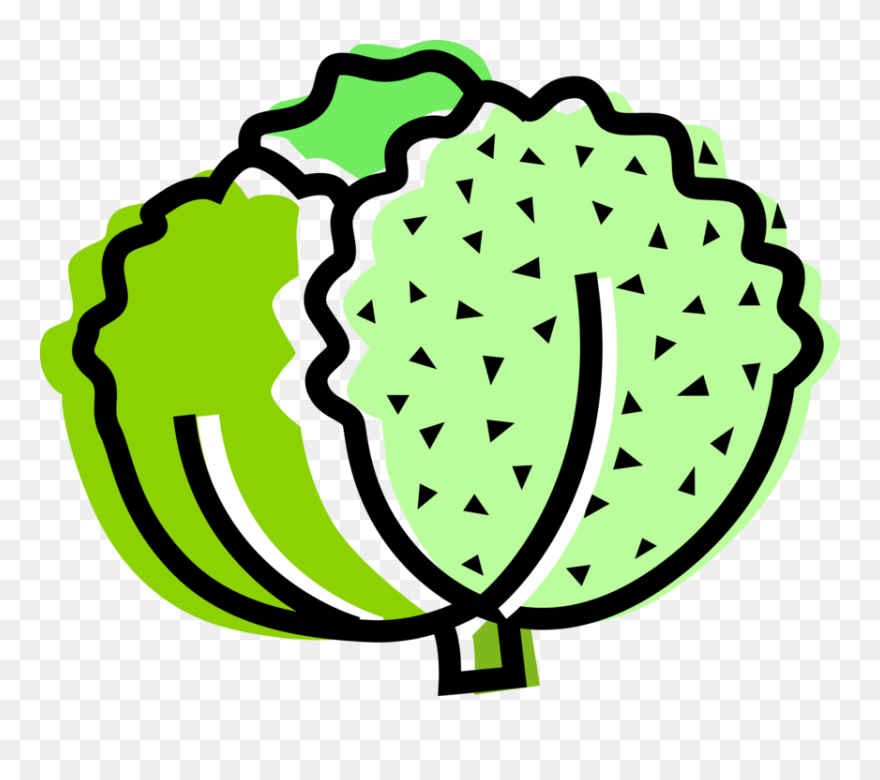 Vector Illustration Of Salad Green Edible Leaf Vegetable Clipart