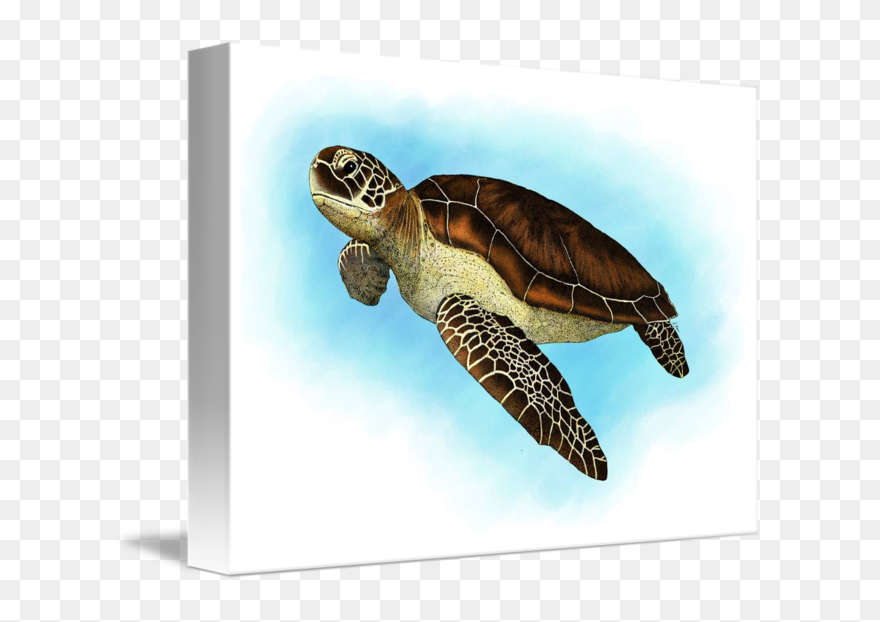 Green Sea Turtle - Green Sea Turtle No Background Clipart