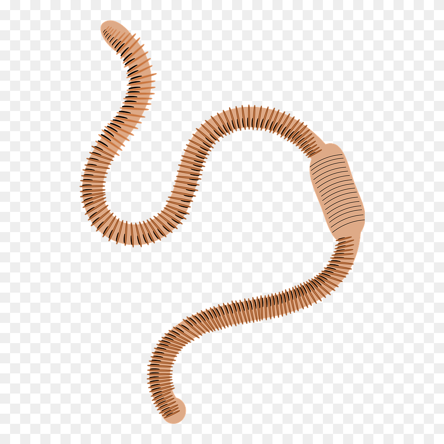 Worm Clipart - Earth Worm Free Clipart - Png Download