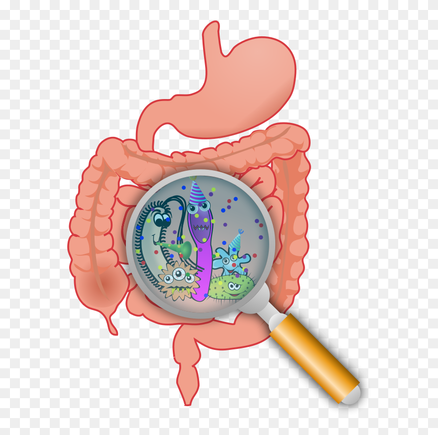 Transparent Worm Clipart - Intestinal Bacteria Clipart - Png Download