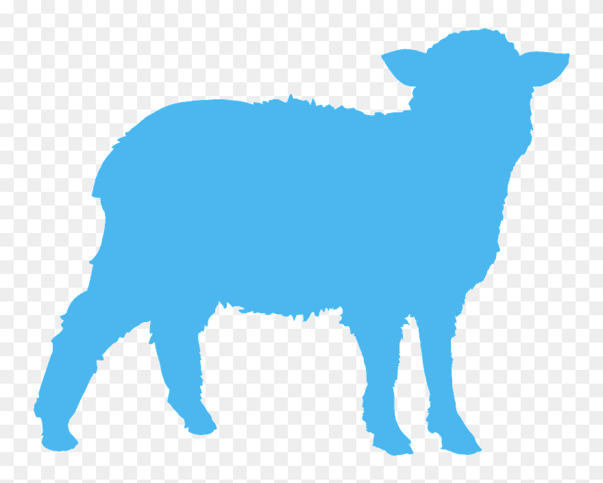Sheep Clipart