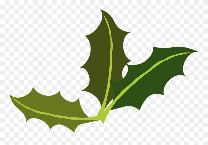 Yaupon Holly Leaf Miner Common Holly Clip Art - Holly Leaf Png Transparent Png