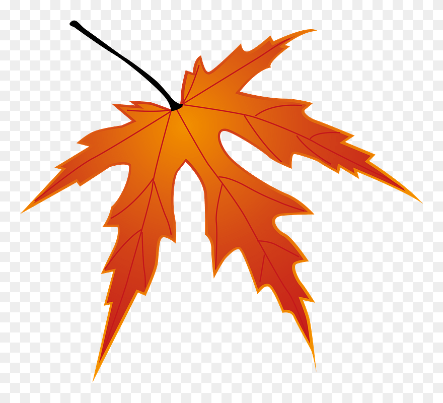 Leaf R Clipart - Japanese Maple - Png Download
